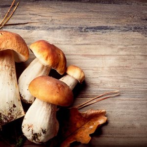 Toasts au foie gras sur pain d'épices